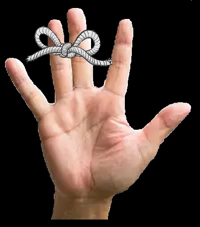 fingers
